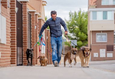 Profesyonel köpek yürüteç veya evcil hayvan bakıcısı şehir caddesinde tasma üzerinde sevimli farklı cins ve kurtarma köpekleri bir paket yürüyüş.