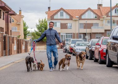 Profesyonel köpek yürüteç veya evcil hayvan bakıcısı şehir caddesinde tasma üzerinde sevimli farklı cins ve kurtarma köpekleri bir paket yürüyüş.