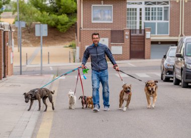 Profesyonel köpek yürüteç veya evcil hayvan bakıcısı şehir caddesinde tasma üzerinde sevimli farklı cins ve kurtarma köpekleri bir paket yürüyüş.