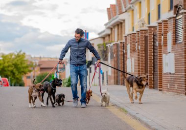 Profesyonel köpek yürüteç veya evcil hayvan bakıcısı şehir caddesinde tasma üzerinde sevimli farklı cins ve kurtarma köpekleri bir paket yürüyüş.