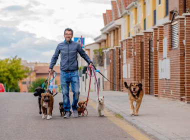 Profesyonel köpek yürüteç veya evcil hayvan bakıcısı şehir caddesinde tasma üzerinde sevimli farklı cins ve kurtarma köpekleri bir paket yürüyüş.