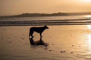 Alman çoban köpeği tasma kapalı çalışan ve gün batımında bir dost köpek plajda oynuyor. Pet dostu tatil hedef reklam ve köpek severler görüntü ve veteriner arka planlar reklam.