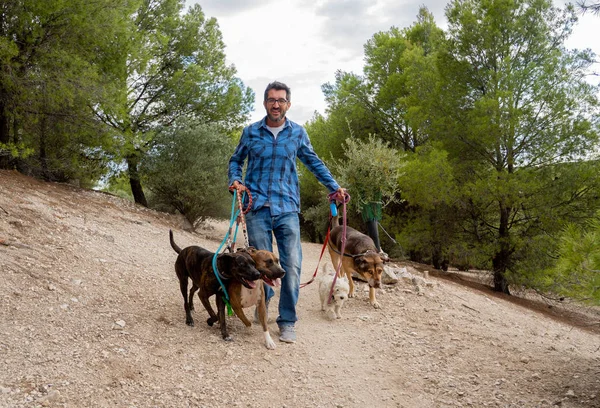 Paseador Profesional Perros Cuidador Mascotas Paseando Paquete Lindos Perros Diferentes — Foto de Stock