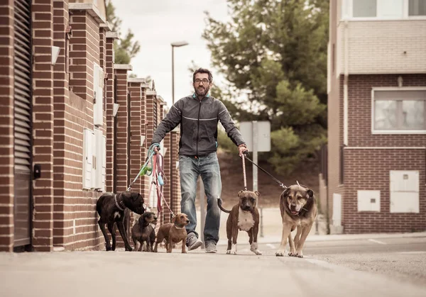 Paseador Profesional Perros Niñera Mascotas Paseando Paquete Lindos Perros Diferentes — Foto de Stock