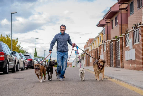 Professional dog walker or pet sitter walking a pack of cute different breed and rescue dogs on leash at city street.