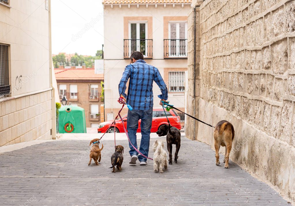 Professional dog walker or pet sitter walking a pack of cute different breed and rescue dogs on leash at city street.