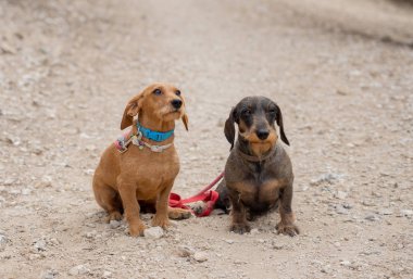 Parkta sahibine bakan iki tatlı Dachshund Köpeğinin portresi. Hayvan severler, arkadaşlık ve köpek evlat edinme..