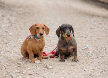 Parkta sahibine bakan iki tatlı Dachshund Köpeğinin portresi. Hayvan severler, arkadaşlık ve köpek evlat edinme..