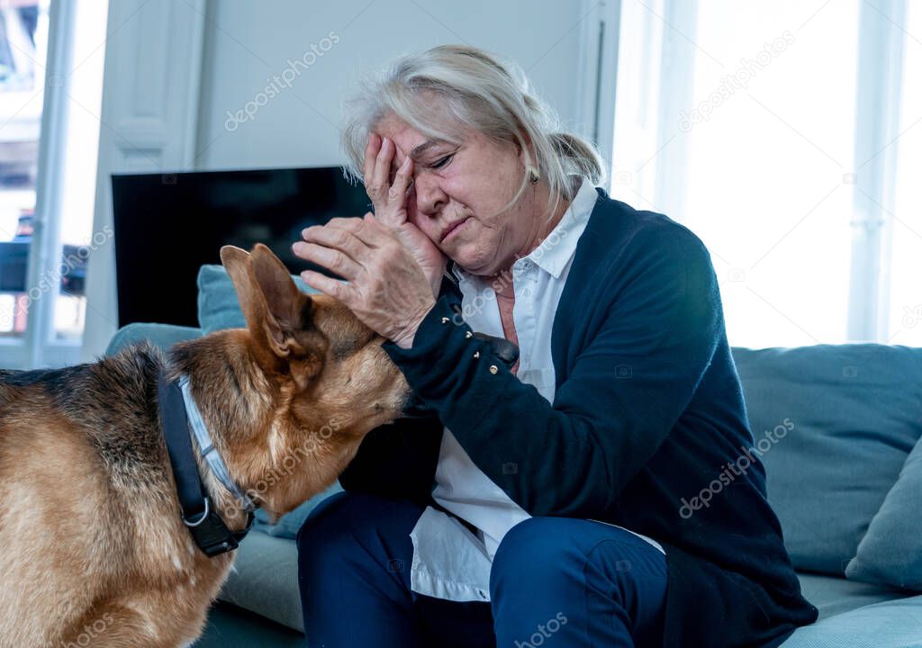 Depressed senior old woman crying on couch with pet dog as only Companion. Sad and tired widower amid COVID-19 pandemic. Coronavirus death, lockdown, social distancing and Mental health.