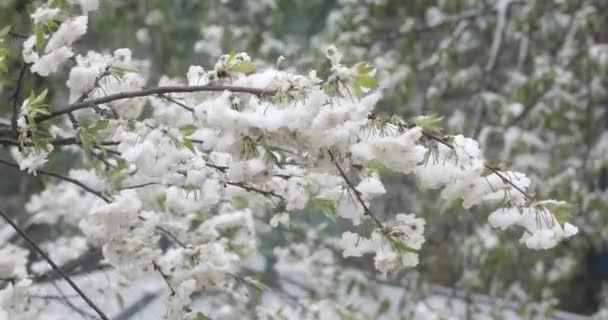 Branches du pommier en fleurs sur lequel repose la neige. — Video