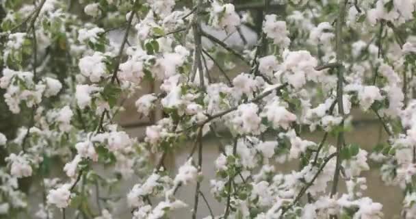 Manzano con tiernas flores de primavera blancas como la nieve . — Vídeo de stock