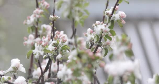 Close-up macieira flores cobertas de neve durante a queda de neve inesperada . — Vídeo de Stock