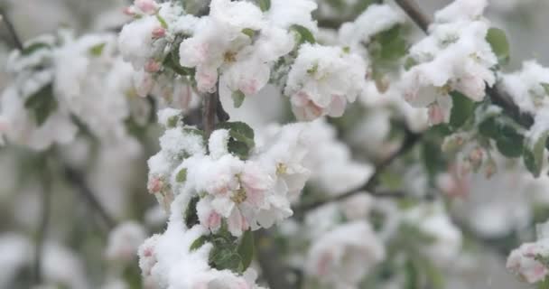 Apfelbaum blüht bei unerwartetem Schneefall im Frühling schneebedeckt. — Stockvideo