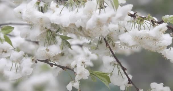 Větve kvetoucího jabloně, na kterých leží sníh. Sníh na květinách. — Stock video