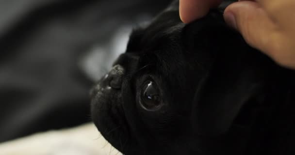 Προσωπογραφία ενός μαύρου pug. — Αρχείο Βίντεο