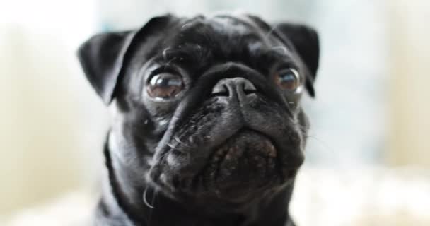 Милий собака з великими очима дивиться на камеру . — стокове відео