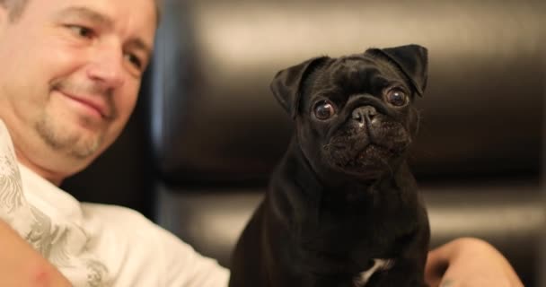 En vacker svart mops sitter på sängen och vänder sitt ansikte. — Stockvideo