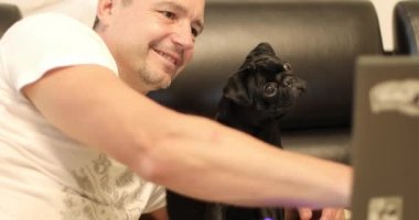 Tatlı siyah bir pug dizüstü bilgisayarın ekranına bakıyor..