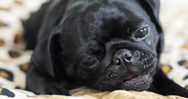 Kanepede kemik yiyen sevimli siyah pug..