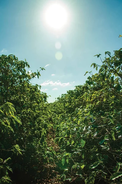 Groene lommerrijke koffie bomen zonder bonen — Stockfoto
