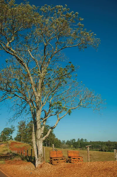 Bancos de madera bajo un gran árbol frondoso — Foto de Stock