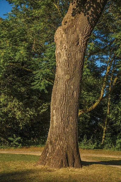 Hoja de tronco y césped en un parque al atardecer en Tielt — Foto de Stock