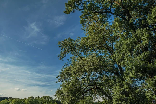 Hoja de árbol con cielo azul soleado en el Parque Laeken de Bruselas — Foto de Stock