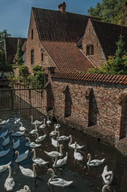 Bruges eski bir tuğla evin yanında kanalda yüzen kuğular