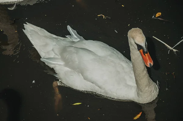 Cygne nageant dans le canal par une journée ensoleillée à Bruges — Photo