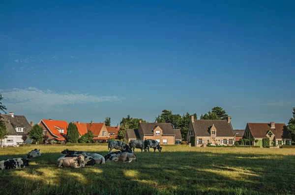 Cows and cottages in front of fields next the village of Damme — Stock Photo, Image