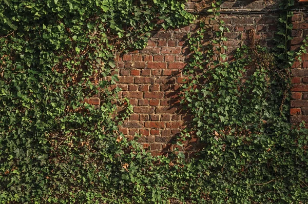 Помаранчева цегляна стіна і листя зв'язаний на заході сонця — стокове фото