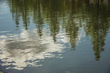 Weesp'te kanal su yüzeyine yansıyan bulutlar ve ağaç