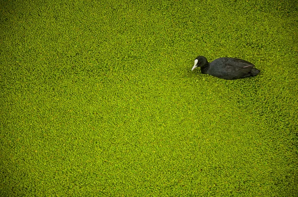 Black bird swimming in water covered by greenish aquatic plants