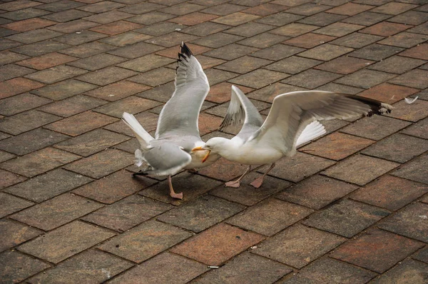 Two seagulls fighting on brick sidewalk in a cloudy day — Stock Photo, Image