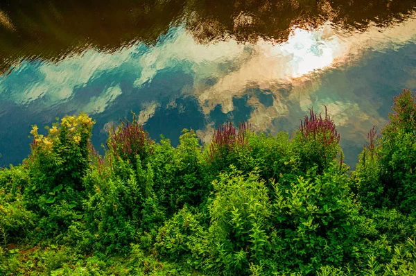 Subcrescimento e flores na margem do rio Dommel — Fotografia de Stock