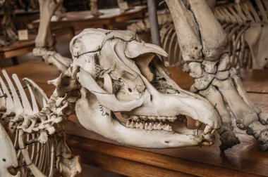 Paris'te Paleontoloji ve Karşılaştırmalı Anatomi hayvan kafatası
