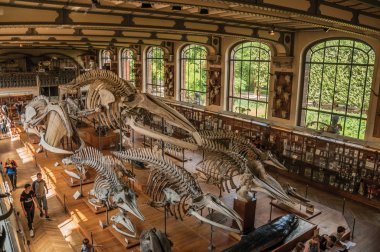 Paris'te Paleontoloji ve Karşılaştırmalı Anatomi'de hayvan iskeletleri