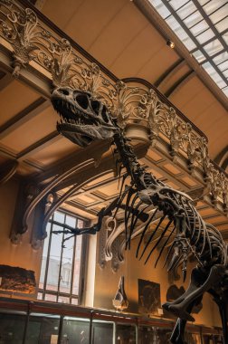 Paris'te Paleontoloji ve Karşılaştırmalı Anatomi dinozor iskeleti