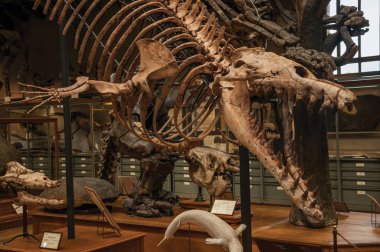 Paris'te Paleontoloji ve Karşılaştırmalı Anatomi dinozor iskeleti