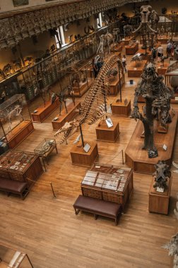 Paris'te Paleontoloji ve Karşılaştırmalı Anatomi dinozorlar iskeletler