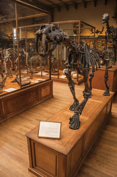 Paris'te Paleontoloji ve Karşılaştırmalı Anatomi'de Smilodon iskeleti