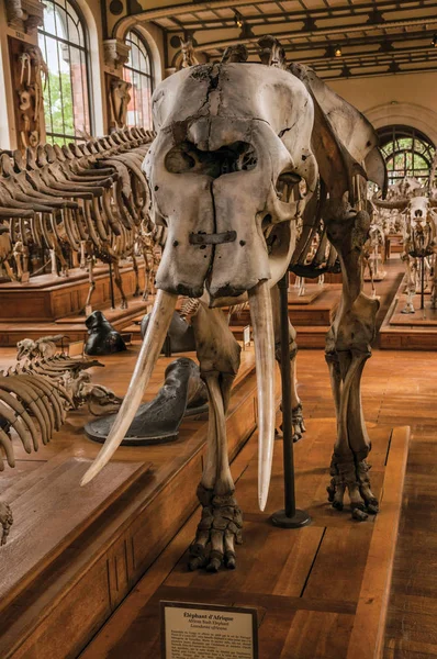 Paris'te Paleontoloji ve Karşılaştırmalı Anatomi'de fil kafatası