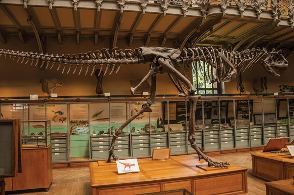 Paris'te Paleontoloji ve Karşılaştırmalı Anatomi dinozor iskeleti