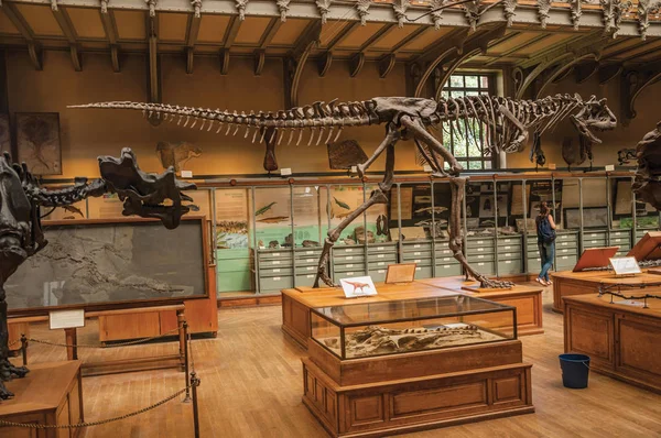 Paris'te Paleontoloji ve Karşılaştırmalı Anatomi dinozor iskeleti