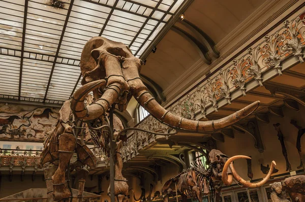 Paris'te Paleontoloji ve Karşılaştırmalı Anatomi de Mamut kafatası