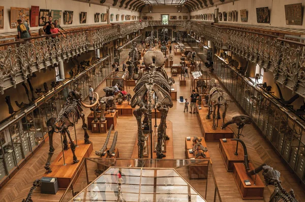 Les squelettes des dinosaures à la paléontologie et à l'anatomie comparée à Paris — Photo