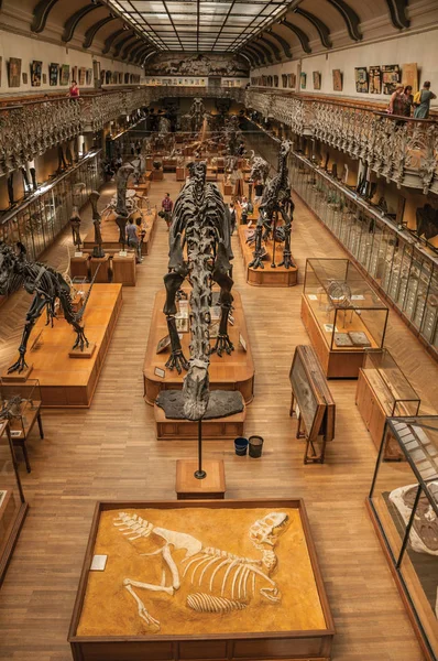 Paris'te Paleontoloji ve Karşılaştırmalı Anatomi dinozorlar iskeletler