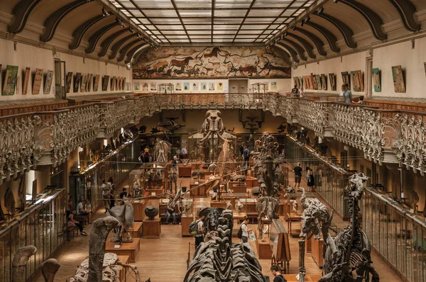 파리의 고생물학 및 비교 해부학에서 공룡 해골 — 스톡 사진