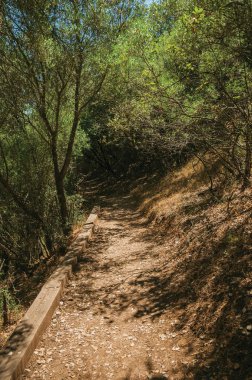 Çalılıklar ve ağaçların arasında ormanda toprak yol