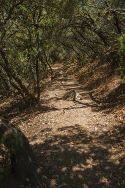 Çalılıklar ve ağaçların arasında ormanda toprak yol